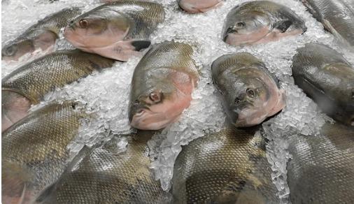 Venda de pescado com preço fixo começa hoje e contempla diversos pontos de Cuiabá