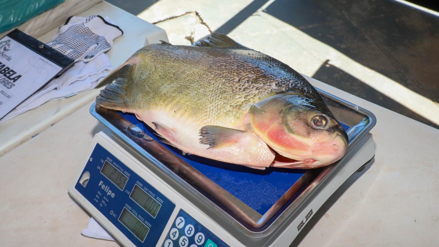 Consumidores ainda podem aproveitar peixe a partir de R$ 24 em seis pontos de Várzea Grande  