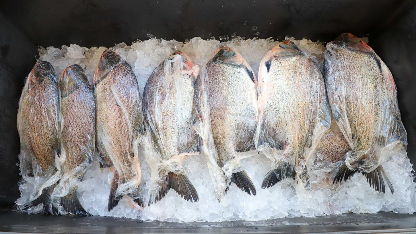 VG Santo Peixe movimenta mais de R$ 600 mil e vende cerca de 20 toneladas na Semana Santa